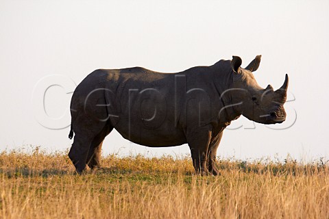 Rhinoceros in Tala Game Reserve near Pietermaritzburg KwaZuluNatal South Africa