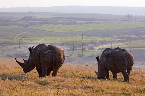Rhinoceros in Tala Game Reserve near Pietermaritzburg KwaZuluNatal South Africa