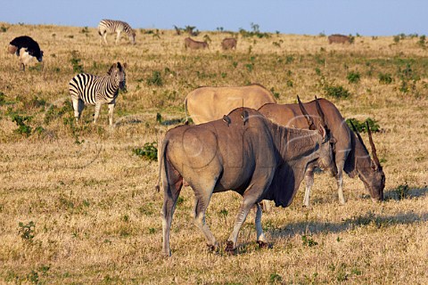 Eland in Tala Game Reserve near Pietermaritzburg KwaZuluNatal South Africa