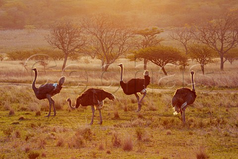 Ostriches in Tala Game Reserve near Pietermaritzburg KwaZuluNatal South Africa