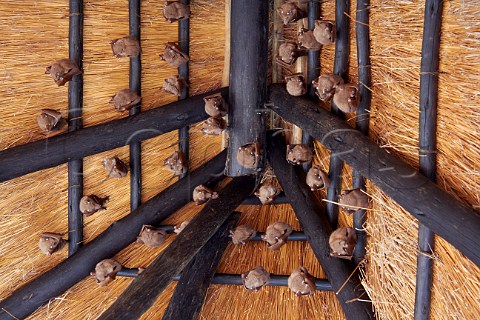 Fruit bats under the eaves of a building Amanzimtoti KwaZuluNatal South Africa