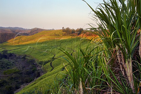 Sugar cane plantation near Scottburgh KwaZuluNatal South Africa