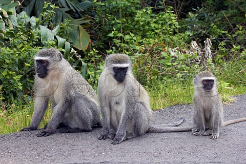 Vervet monkeys wild in the street Amanzimtoti KwaZuluNatal South Africa