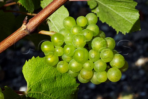 Chardonnay grapes in Exton Park Vineyard   Exton Hampshire England