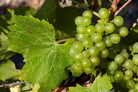 Chardonnay grapes in Exton Park Vineyard Exton Hampshire England