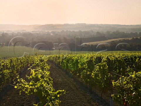 Early morning light on Pinot Noir vines with the Meon Valley in distance Exton Park Vineyard Exton Hampshire England