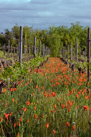Californian Poppies in spring in Clos Apalta vineyard of Lapostolle Apalta Colchagua Valley Chile