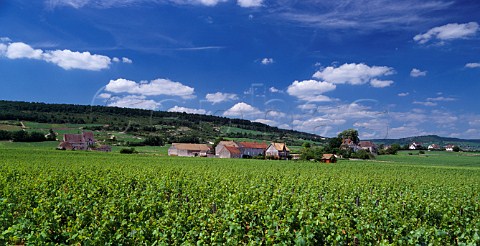 Abbaye de Morgeot viewed over its vineyard   ChassagneMontrachet Cte dOr France    Cte de Beaune Premier Cru