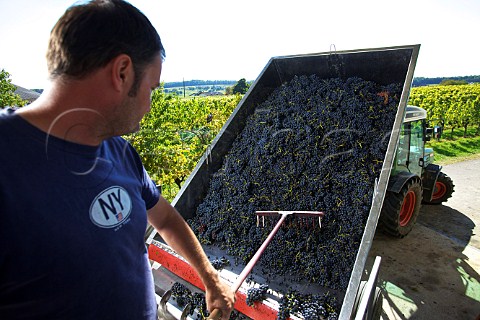Emptying trailer of harvested Blaufrnkisch grapes at the winery  Weingut Krutzler DeutschSchtzen Austria  Sudburgenland