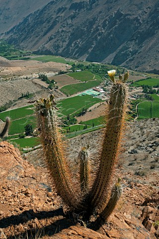 Cactus high above vineyards at Monte Grande in the Elqui Valley Chile