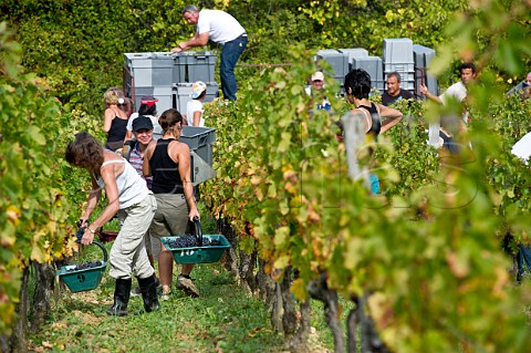 Picking Merlot grapes in vineyard of Chteau Faugres StEtiennedeLisse near Saintmilion Gironde France  Stmilion  Bordeaux