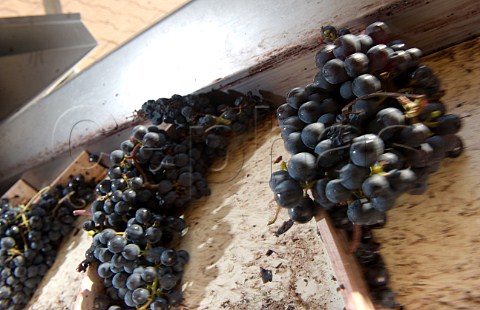 Harvested Merlot grapes on the conveyor belt at Chteau Daugay Stmilion Gironde France   Saintmilion  Bordeaux