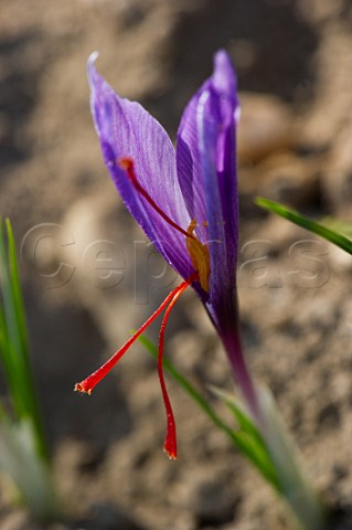 Saffron Crocus flower at Safran de Bordeaux AmbarsetLagrave Gironde France