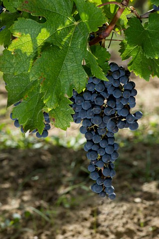 Merlot grapes in vineyard of Chteau Faugres StEtiennedeLisse near Saintmilion Gironde France  Stmilion  Bordeaux
