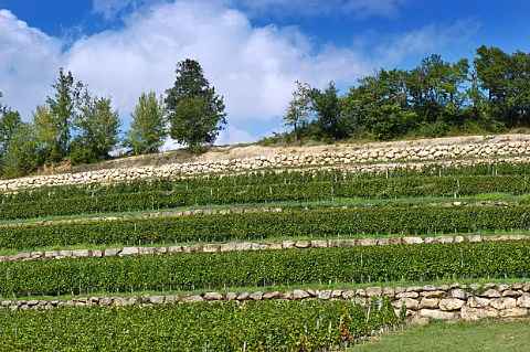 Terraced vineyard of Chteau Faugres StEtiennedeLisse near Saintmilion Gironde France Stmilion  Bordeaux
