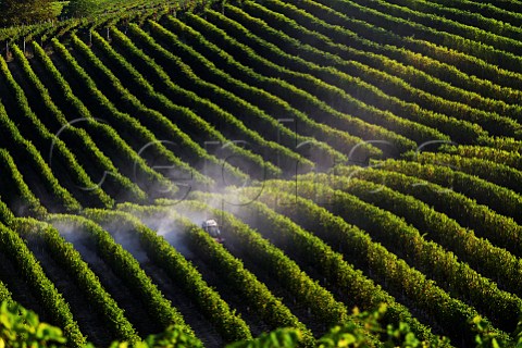 Tractor spraying in vineyard near Neive Piemonte Italy  Barbaresco