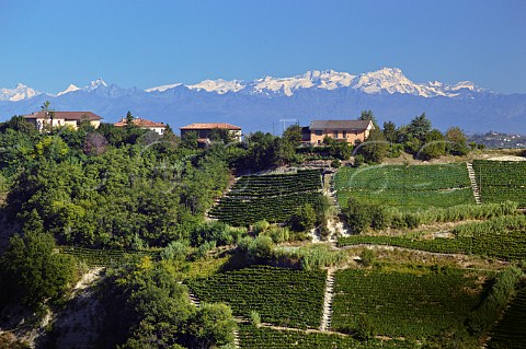 Vineyards near Santo Stefano Belbo east of Alba with the Alps in the distance Piemonte Italy