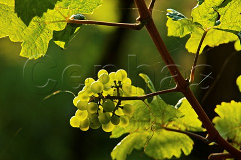 Grner Veltliner grapes Galgenberg Niedersterreich Austria  Weinviertel