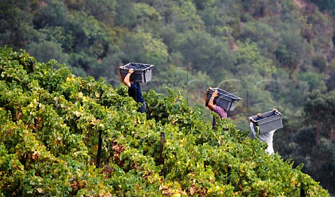Carrying crates of grapes off the hill in the Santa Teresa vineyard of Quinta do Crasto In the Douro Valley between Regua and Pinhao Portugal   Port  Douro