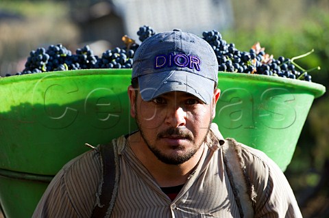 Hod carrier with grapes in the Khorbet Kanafer vineyard of Chateau Ksara Bekaa Valley Lebanon