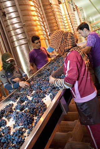 Sorting grapes as they arrive at the winery of Tanal Property makers of Massaya wine Bekaa Valley Lebanon