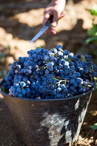 Picking grapes in vineyard of Chateau Musar Aana Bekaa Valley Lebanon