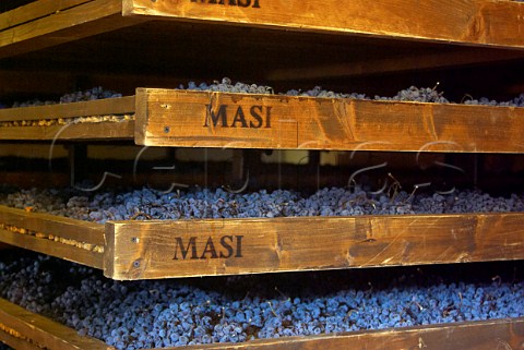 Drying Corvina grapes for Amarone on traditional rush mats at Masi Gargagnano Veneto Italy  Amarone  Valpolicella