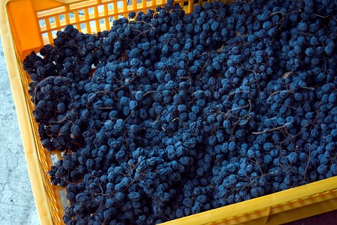Corvina grapes being dried in plastic crate cassette at Tedeschi Pedemonte Veneto Italy  Amarone  Valpolicella Classico