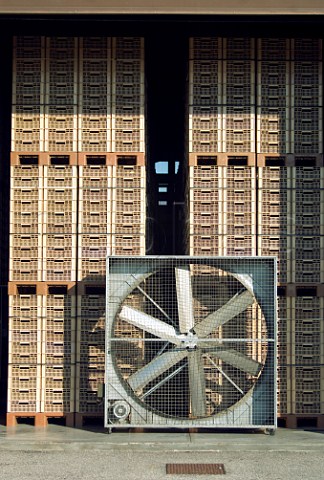Drying room with giant fan and plastic crates cassette of Corvina grapes  This facility is used by about 20 wineries in the Valpolicella region Fumane Veneto Italy Valpolicella Classico  Amarone