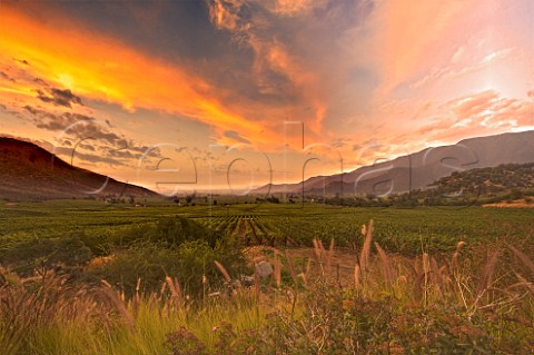 Sunset over vineyards of Altair Cachapoal Valley Chile