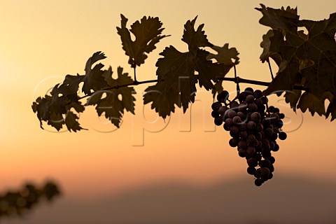 Cabernet Sauvignon grapes at dusk in vineyard of Altair Cachapoal Valley Chile Rapel