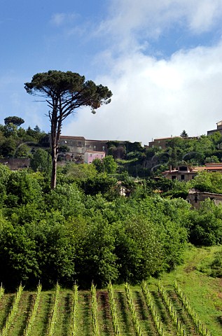 Fiano vineyard below village of Montefalcione Campania Italy Fiano di Avellino