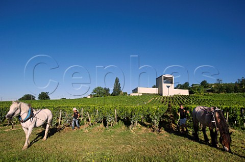 Ploughing the soil with horses in vineyard below the winery of Chteau Faugres StEtiennedeLisse near Saintmilion Gironde France Stmilion  Bordeaux