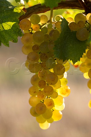 Semillon grapes in vineyard at Loupiac Gironde France  Loupiac  Bordeaux