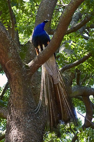 Peacock in tree Amanzimtoti KwaZuluNatal South Africa