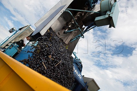 Machine harvesting Merlot grapes StMartial Gironde France  Premires Ctes de Bordeaux  Bordeaux