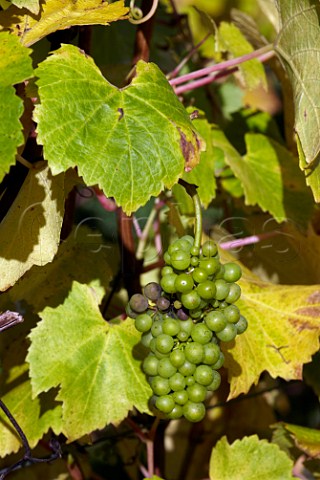 Unripe Chardonnay grapes in late October with rot starting to form poor quality fruit due to the weather of 2012 