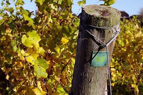 Row 12 strainer post in Chardonnay vineyard of Roebuck Estates Bignor near Pulborough Sussex England