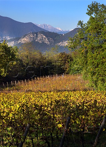 Autumnal vineyard of Monte Rossa with the Alps in distance Bornato Lombardy Italy Franciacorta