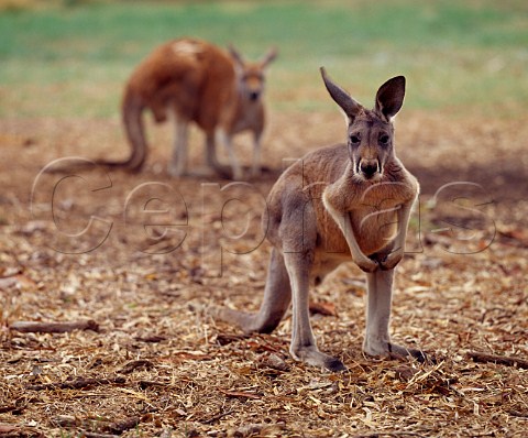 Kangaroos Barossa Valley South Australia