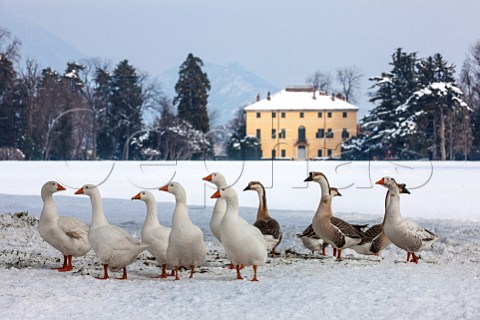 Geese in snow in the park of Villa Doria Il Torrione Pinerolo near Torino Piemonte Italy