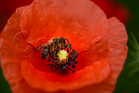 Bee on a poppy flower France