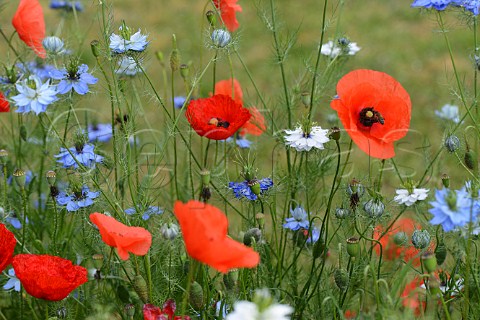 Poppies and Cornflowers in spring meadow France