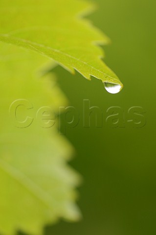 Rain droplet on Merlot vine leaf Saintmilion Gironde France  Stmilion  Bordeaux