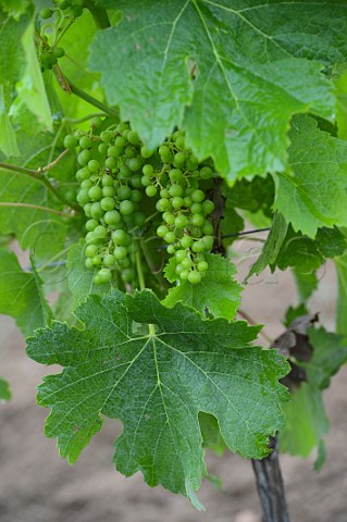 Immature Merlot grapes in early July  Saintmilion Gironde France   Stmilion  Bordeaux