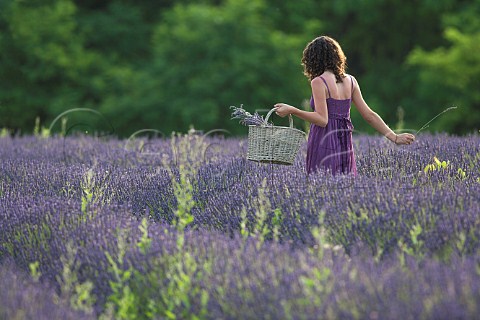 Young woman in lavender field Vignale Monferrato Piemonte Italy