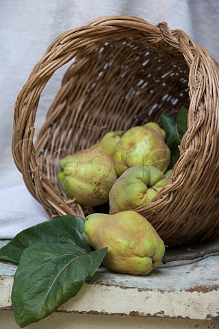 Quinces in a basket