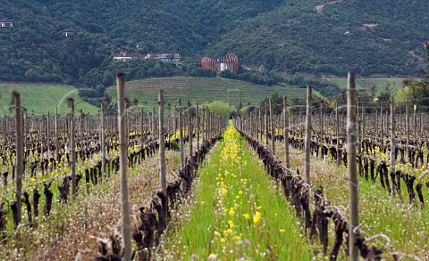 Spring cover crop in vineyard below the Lapostolle Clos Apalta winery and Residence Colchagua Valley Chile
