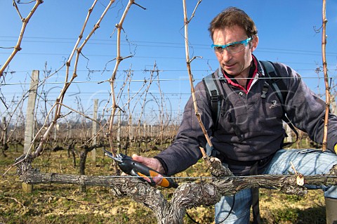 Pruning Merlot vines with electronic secateurs  Vignobles Silvio Denz SaintEtienne de Lisse Gironde France  Stmilion  Bordeaux
