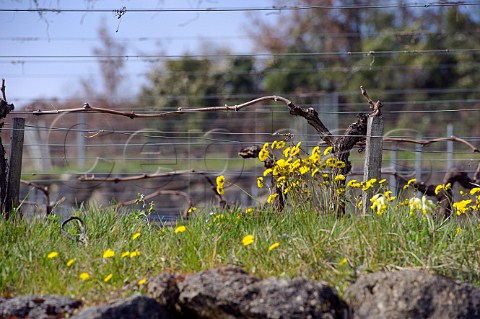 Spring flowers in pruned vineyard of Chteau Faugres StEtiennedeLisse near Saintmilion Gironde France Stmilion  Bordeaux